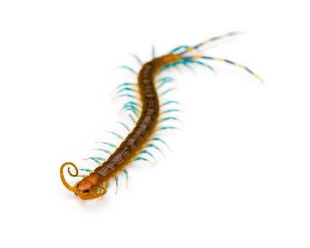 Centipede on a white background