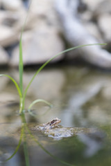 Frog in the water