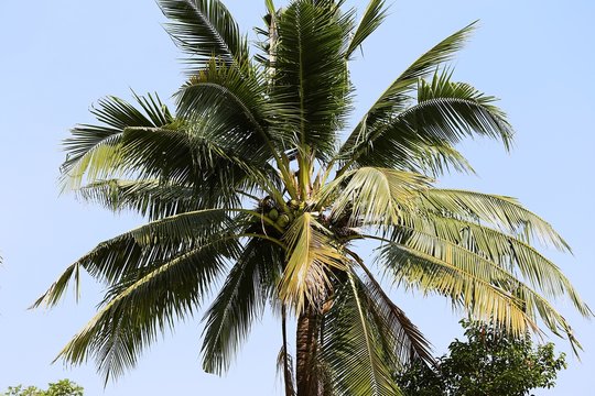 Coconut palm tree closeup on blue sky background