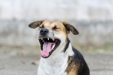 Brown dog is opening mouth and yawn