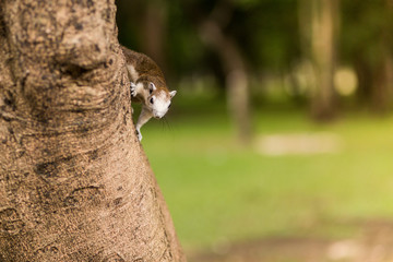 a climbing squirrel on tree trunk in the park
