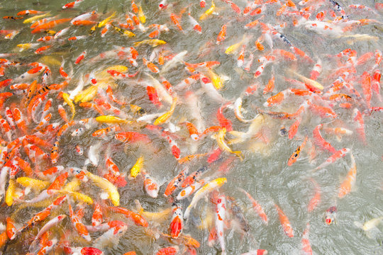Colored Crap fish top view pond in the park. Fancy crap fish surface on the water.