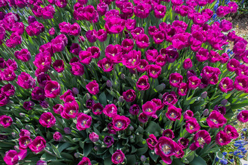 Fototapeta premium Colorful tulip flowers as a background in the garden