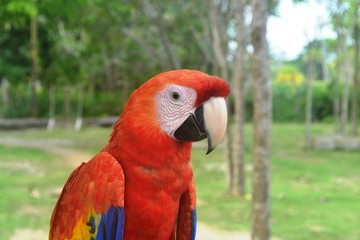 Guacamaya roja