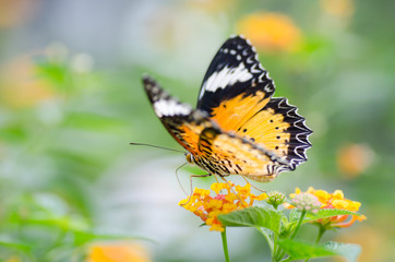 Beautiful butterfly is pollinating on flowers