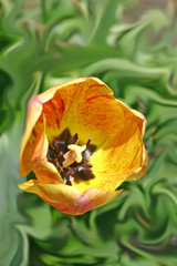 Firey Tulip