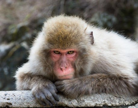 Old man snow monkey or Japanese macaque on a rock slab staring at the camera.