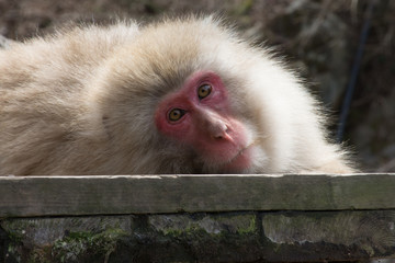 Reclining Snow Monkey Facing Camera. He is resting on a wood plank, looking into the camera.