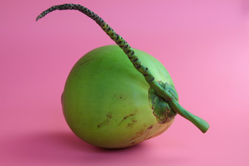 Fresh  coconut on  pink background, summer  concept. 