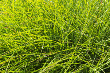 Bright  Green Grass Texture Background