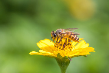 A beautiful bee on yellow flower with Nature background