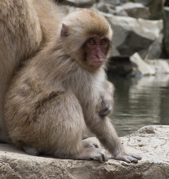 Seated baby snow monkey or Japanese macaque sitting next to its mom on a rock slab at the edge of a hot spring pool in Japan.