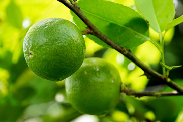 Green lime hanging on a tree