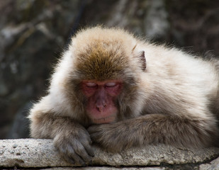 Sleeping snow monkey or Japanese macaque. He is resting on a boulder with his chin propped up on his left hand.