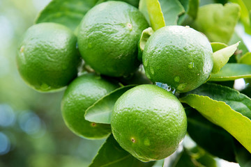 Green lime hanging on a tree