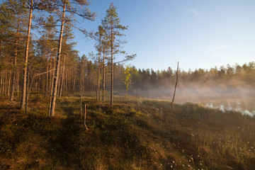 Small forest lake at sunrise