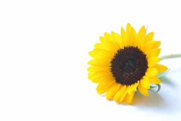 Japanese yellow sunflower isolated