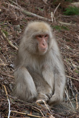 Naklejka na ściany i meble Small snow monkey or Japanese macaque seated in dried branches and vines on a hillside.