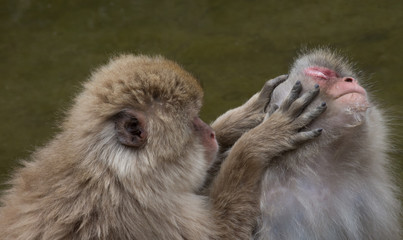 One snow monkey grooming another monkey. They are Japanese macaques. Shallow depth of field.