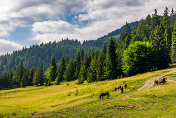 Fototapeta na wymiar Horses by the road near the forest