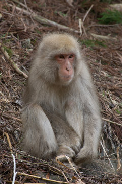 Small snow monkey or Japanese macaque seated in dried branches and vines on a hillside.