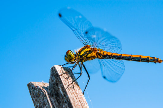 Insect yellow dragonfly sitting on a wooden stick against the bright blue sky, closeup, macro. Summer landscape.