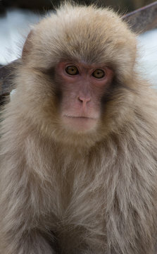 Snow monkey or Japanese macaque with its pink face looking at the camera. Shallow depth of field.