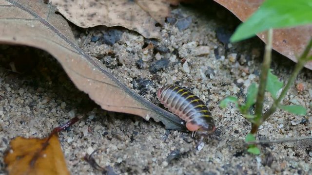 4K footage of glomerida millipede in forest. 