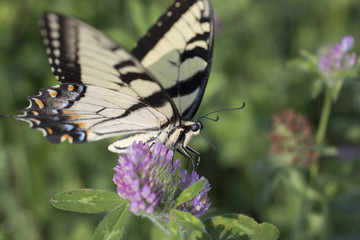 Butterfly on wildflower in field on Indiana farm