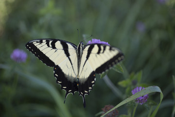 Butterfly on wildflower in field on Indiana farm