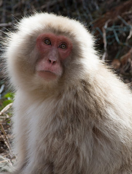 Snow monkey or Japanese macaque with its red face looking up and to its left. The monkey is sunlit.