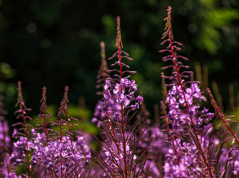 wild purple herbal background