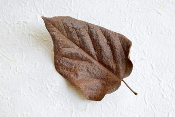 Dry leaves on paper background