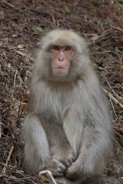 Snow monkey or Japanese macaque sitting on hillside facing the camera.