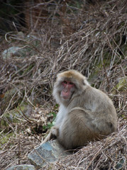 Snow monkey or Japanese macaque sitting among dried vines on a hillside. He is looking at the camera.
