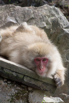 Snow monkey or Japanese macaque resting on a wood plank looking at the camera.