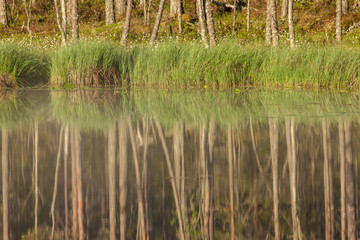 Forest reflecting to small lake at morning