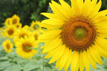 Obraz premium beautiful spring flower, sunflower blossom blooming in garden