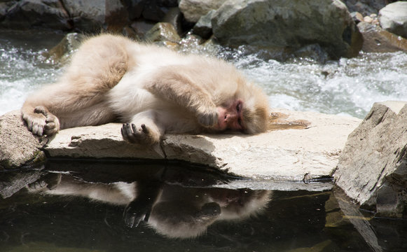 Snow monkey or Japanese macaque laying on a rock slab between the river and a hot spring pool. His reflection is visible in the pool.