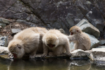 Two Japanese macaques or snow monkeys drinking from a hot spring pond and a young monkey looking on.