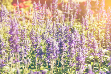 Colorful field of blue salvia flower blooming in park. Vintage effect tone.