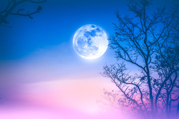 Landscape of colorful sky, foggy is swinging between dry tree and moon.