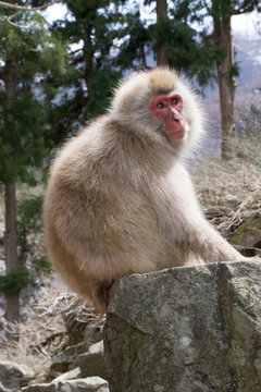 Sunlit snow monkey or Japanese macaque sitting on a boulder with a forest in the background and sun on his face.