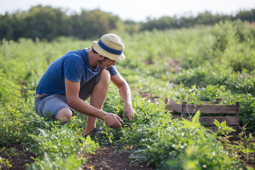 Farmer harvesting fresh crop of parsley on the field at organic eco farm