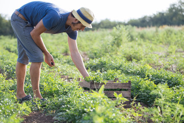 Farmer harvesting fresh crop of parsley on the field at organic eco farm