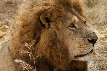 African Lion in Zimbabwe