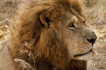 Naklejka premium African Lion in Zimbabwe