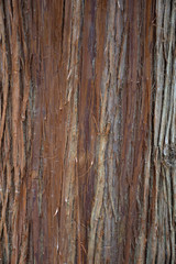 Close up of the bark of a large cedar tree that is brown and gray. The bark is peeling.