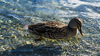 Close Up Duck Swimming