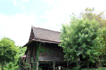 The old traditional Thai house with the tree is climb along the wall, and big tree around the house background blue sky.